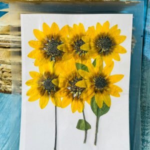 Big Yellow dried sunflowers for resin With Strings