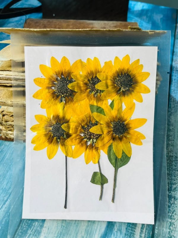 Big Yellow dried sunflowers for resin With Strings