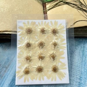 Off White Big SunFlower