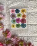 MIXED DAISY(12 pieces)