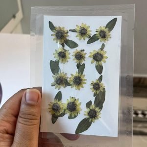 Small dried sunflowers for resin