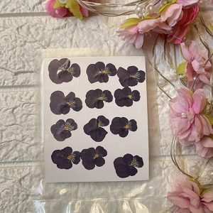 PANSY