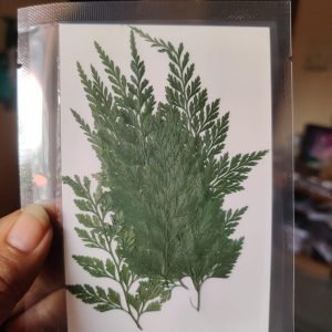 12-Piece Beautiful Pressed Leaves and dried flowers for resin