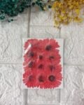 RED BIG dried flowers for resin