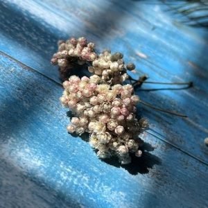 OZOTHAMNUS BUNCHES