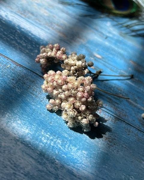 OZOTHAMNUS BUNCHES
