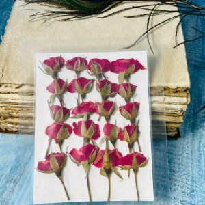 Dark Red Rose Buds