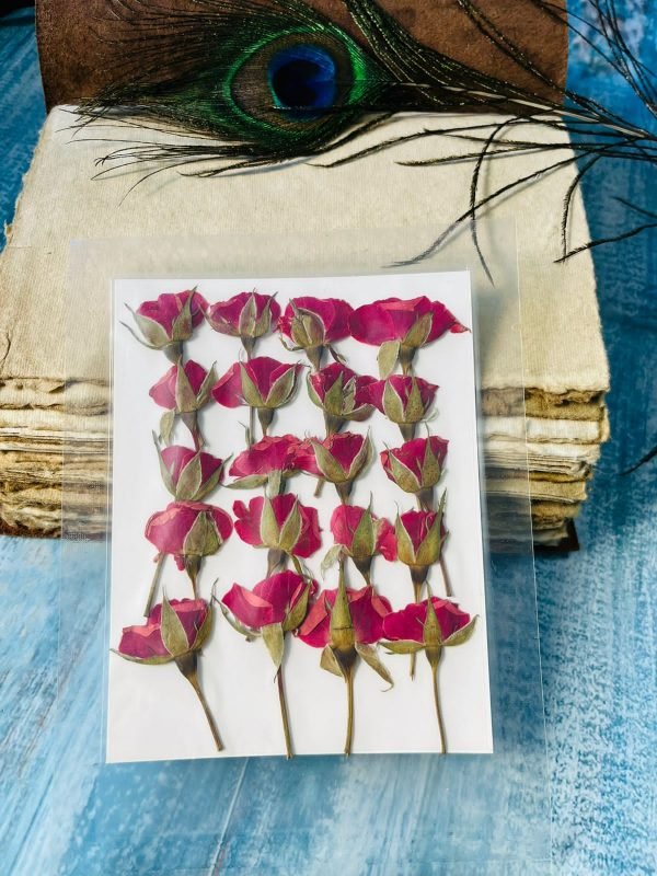 Dark Red Rose Buds