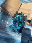 Blue Orchids (20 to 25 pieces)