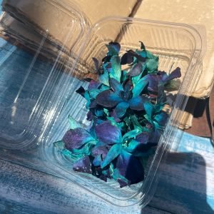 Blue Orchids (20 to 25 pieces)