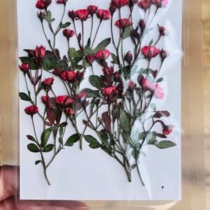 Tiny Small Rose Buds