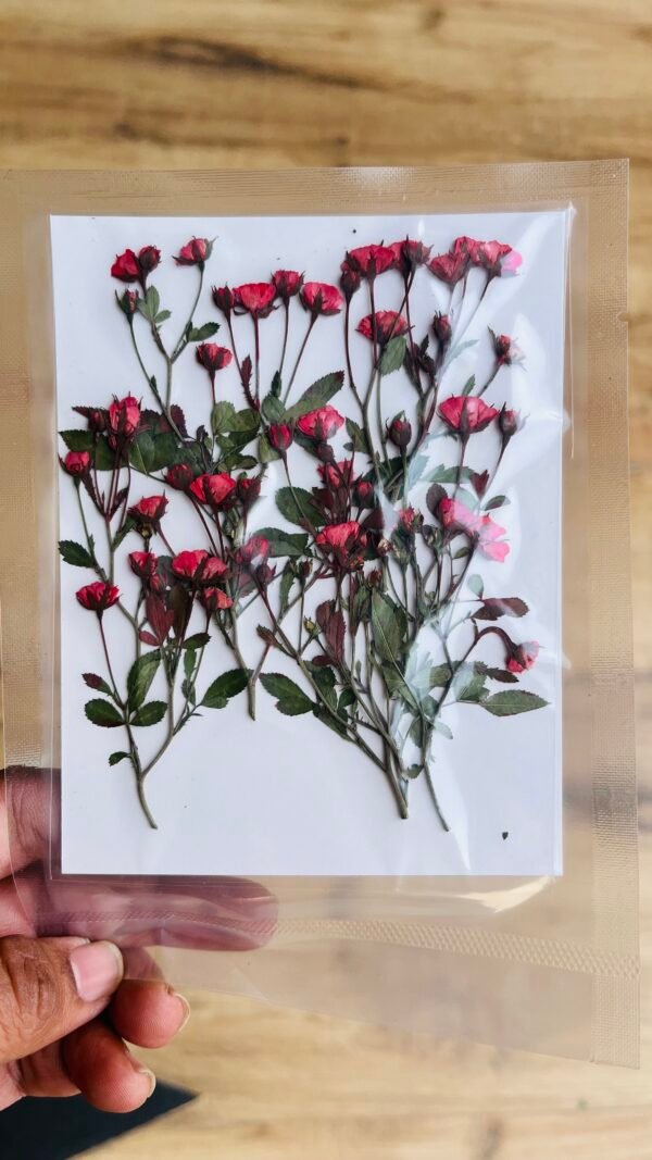 Tiny Small Rose Buds