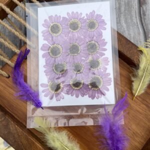 Purple Sunflower