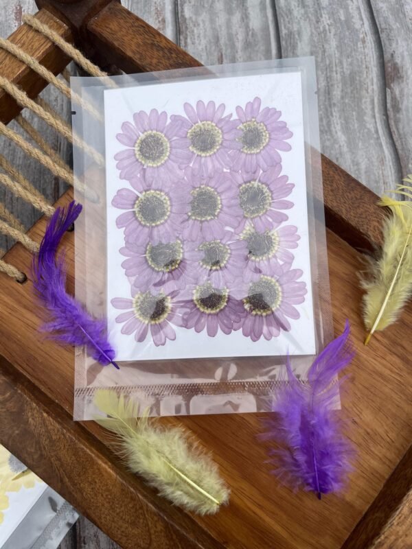 Purple Sunflower