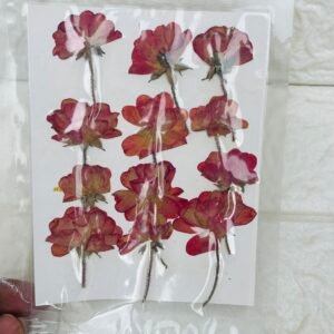 Big 12 pieces Roses