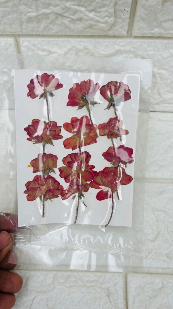 Big 12 pieces Roses