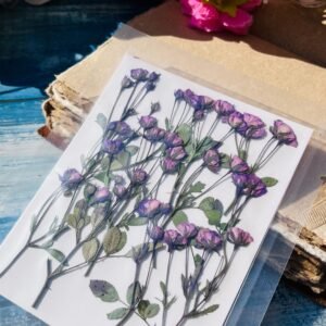 Purple Rose buds